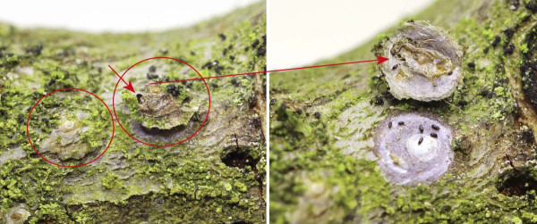 Vlevo kroužky vyznačeny dvě staré, maskované štítenky z loňského roku, v pravém štítku je označen výletový otvor parazitoida; po odklopení štítku (zcela vpravo) je patrná exuvie ektoparazitoida rodu Aphytis s hlavou  u výletového otvoru; tmavé oválky jsou exkrementy parazitoida