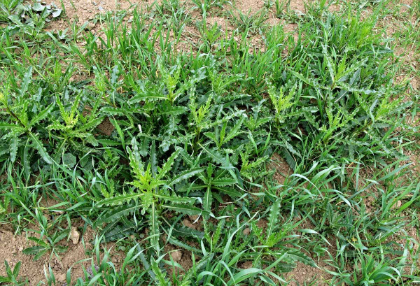 Pchář rolní až do výšky 20–30 cm v porostu pšenice ozimé lze potlačit herbicidy