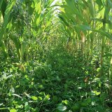 Zkušenosti s pomocnými plodinami a využitím půdních mikroorganizmů v systému pěstování kukuřice seté