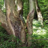 Nové druhy houbových patogenů na dřevinách a okrasných rostlinách III. - Zdomácnělé patogeny lesních dřevin