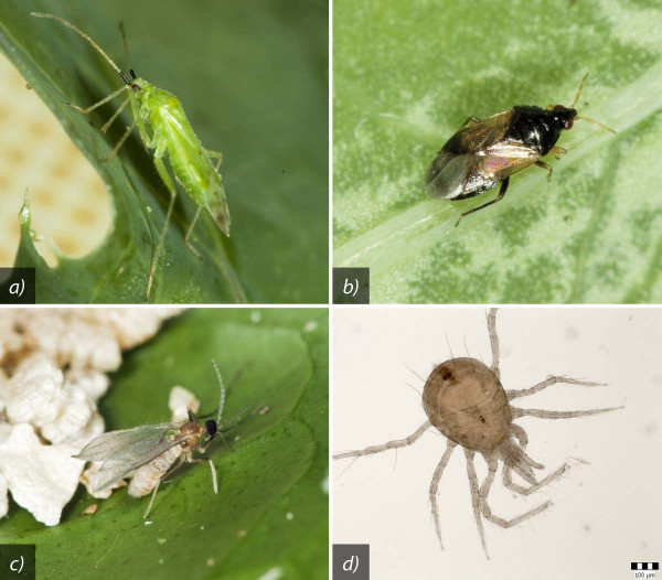 Predátoři používaní v biologické ochraně: a) Macrolophus pygmaeus, b) Orius laevigatus, c) dospělec Aphidoletes aphidimyza, d) Phytoseiulus persimilis