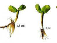 Rostliny slunečnice z výdrolu vzcházejí za příznivých teplotních a vlhkostních podmínek nejrychleji z povrchových vrstev půdy