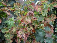 Chřadnutí a odumírání révy - příznaky na listech bílé odrůdy (tygrovitost)