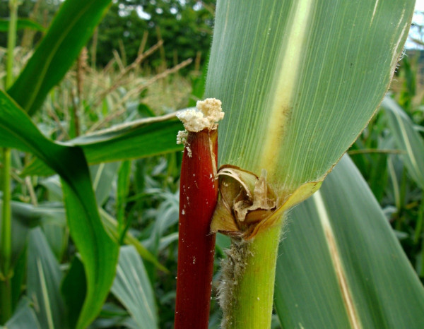 Poškození stébla kukuřice žírem housenky zavíječe kukuřičného