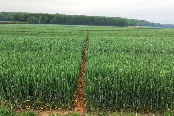 Úspěšná regulace odrůd pšenice ozimé na parcelách pro Polní dny Bayer ExpertTech 2021 v Libčanech ošetřených sledem Fabulis® OD (1,0 l/ha, BBCH 31–33) a Cerone® 480 SL (0,5 l/ha, BBCH 37–39)