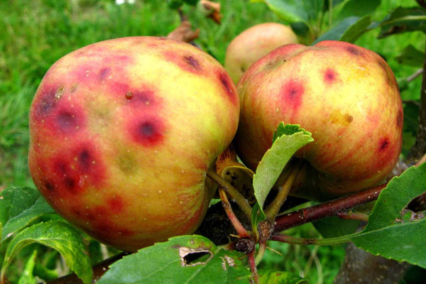 Hořká skvrnitost (pihovitost) jablek