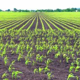 Jak efektivně regulovat plevele v kukuřici: Výsledky srovnávacích herbicidních pokusů z roku 2023