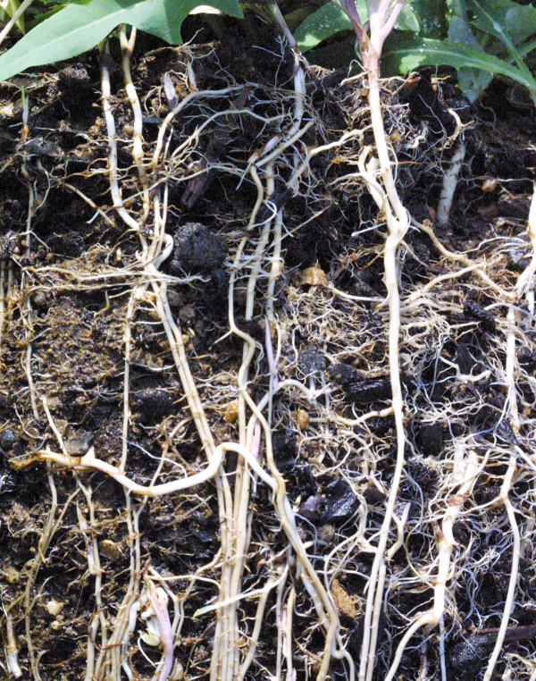 Herbicid glyfosát je rychle translokován po aplikaci do kořenového systému