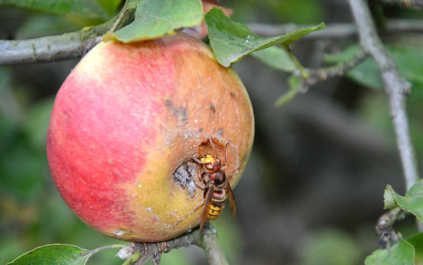 Moniliniová hniloba jablek - napadený plod poškozený sršni