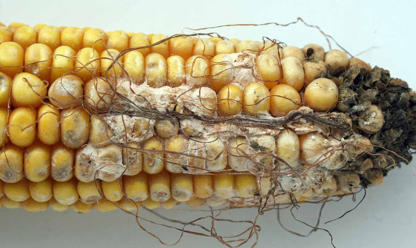 Obr. 1: Palice kukuřice napadená patogeny Fusarium spp.