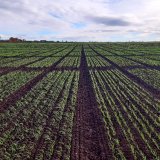 Potenciál domácích a zahraničních odrůd pšenice ozimé a jarní pro pěstování v ekologickém zemědělství v rámci projektu Ecobreed