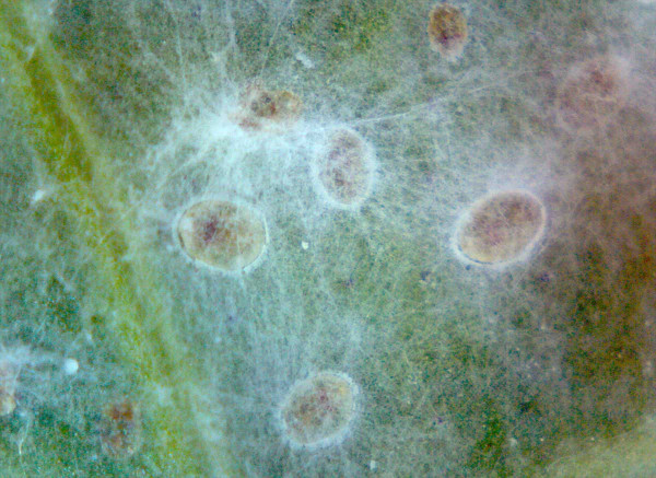 Obr. 4: Napadení puparií molice vlaštovičníkové houbou Lecanicillium muscarium
