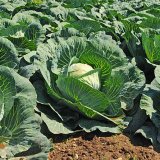 Uplatňování systému integrované ochrany rostlin v souvislosti se změnou legislativy (50): Regulace reziduí pesticidů v zelenině a v ovoci IV. - brukvovitá zelenina
