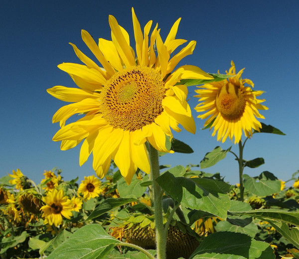 Obr. 1: Rostliny slunečnice seté jsou v následných plodinách silnými konkurenty