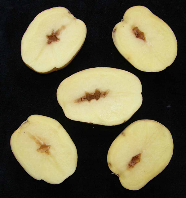 Abiotická dutost hlíz bramboru