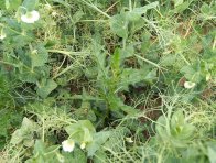 Vytrvalé plevele jako pcháč oset je vhodné řešit v předplodině, popř. aplikací herbicidu Butoxone 400
