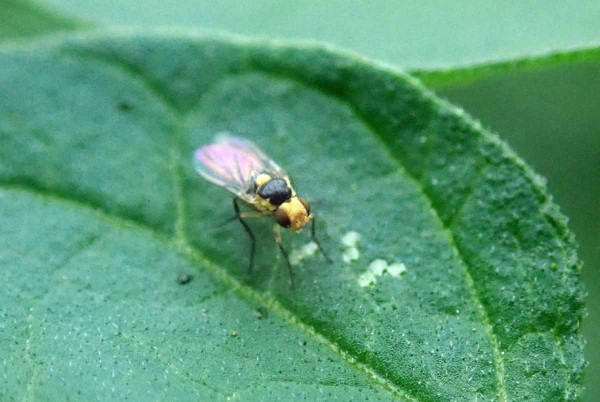 Dospělec vrtalky (Liriomyza)