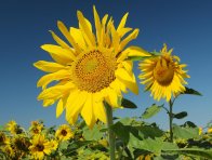 Rostliny slunečnice seté jsou v následných plodinách silnými konkurenty