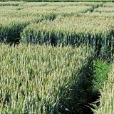 Zkoušení odrůd pšenice seté pro ekologické zemědělství