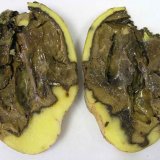 Vliv termínu sklizně brambor na výskyt chorob a škůdců na hlízách