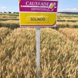 Suchovzdorné pšenice Caussade 2018