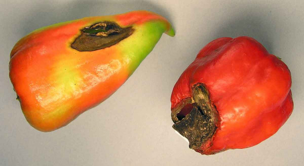 Suchá hniloba květního konce plodů paprik