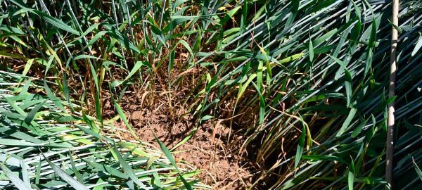 Ověření účinnosti jarních herbicidů v obilninách dopadlo na jedničku