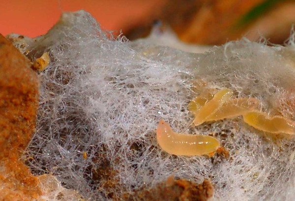 Obr. 11: Larvy bejlomorky v myceliu primárního napadení hlízenkou