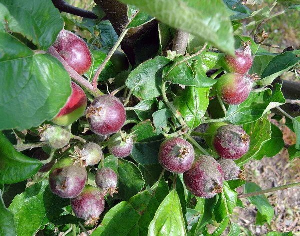 Strupovitost jabloně na plodech
