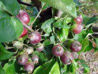 Strupovitost jabloně na plodech