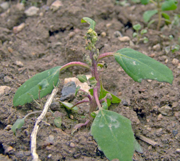 Obr. 4. Zastavení růstu a deformace vegetačního vrcholu merlíku bílého po aplikaci herbicidu Galera podzim