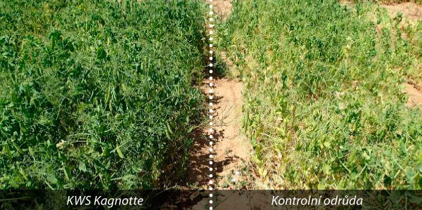Obr. 1: Odolnost hrachu KWS Kagnotte vůči komplexu kořenových chorob (odrůdový pokus, Francie)