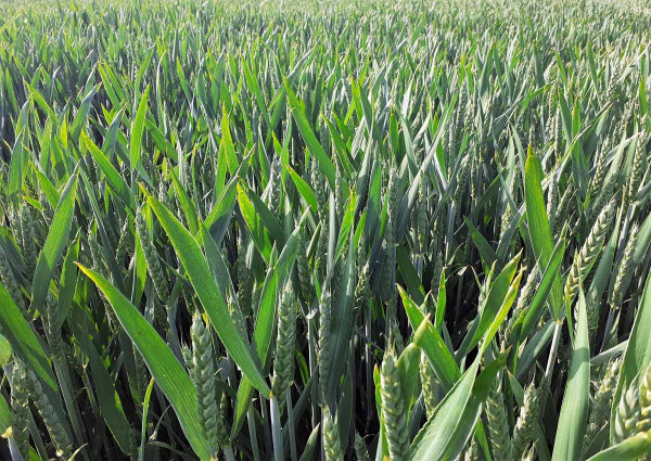 Odrůda LG Mocca se v Družstvu Vysočina (Janovice u Polné, okr. Jihlava) stala nosnou odrůdou, kterou zde pěstují na více než 70 % výměry pšenice, po jedné aplikaci fungicidu byl porost zdravý a čekal na závěrečné fungicidní ošetření do klasu (foto 12. 6. 2023)
