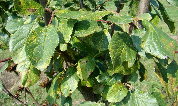 Rzivost slivoně - žlutozelené hranaté skvrny na listech