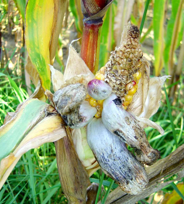 Obecná snětivost kukuřice