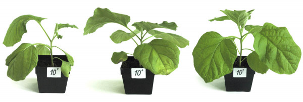 Obr. 3: Rostlina lilku vejcoplodého (Solanum melongena L.) 6 týdnů po umělé infekci Cms (od koncentrace 107 do 101 buněk/ml)