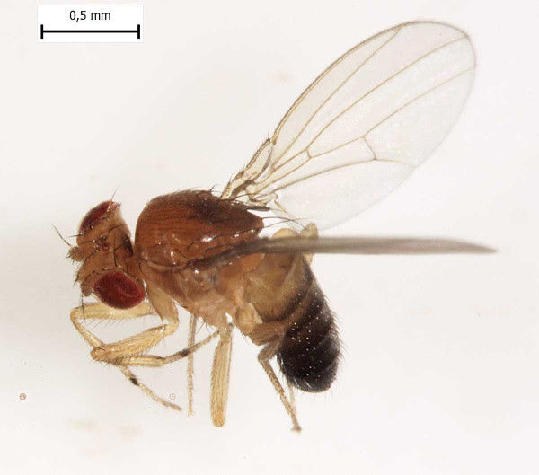 Octomilka Drosophila suzuki