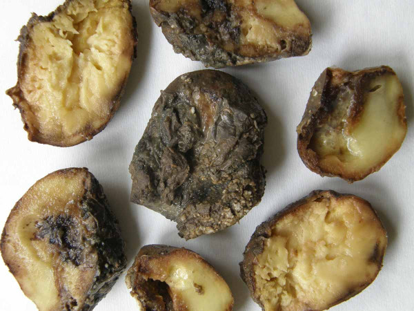 Směsná infekce plísně bramboru a pektinolytických bakterií