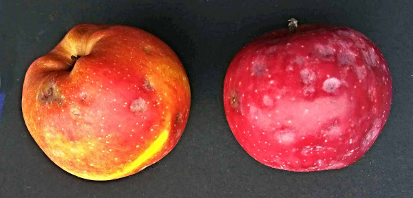 Jablka poškozená krupobitím