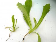 Obr. 6: Vliv žíru na růst máku, vlevo - poškozená rostlina, vpravo - nepoškozená
