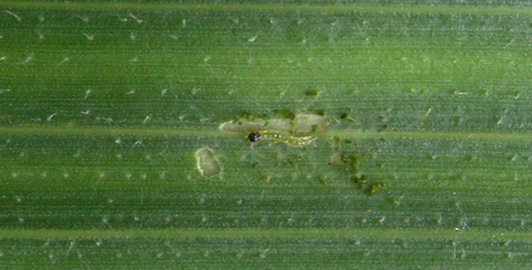 Obr. 2: Vylíhlá housenka zavíječe kukuřičného a její žír na listě