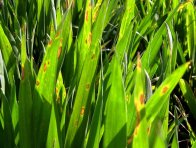 Pyrenoforová skvrnitost pšenice (DTR)