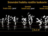 Obr. 4: Habitus rostlin (30.5.2016) hodnocených druhů doplněný o rostliny vikve panonské (Dětenická); obvyklý výsevek - 1
