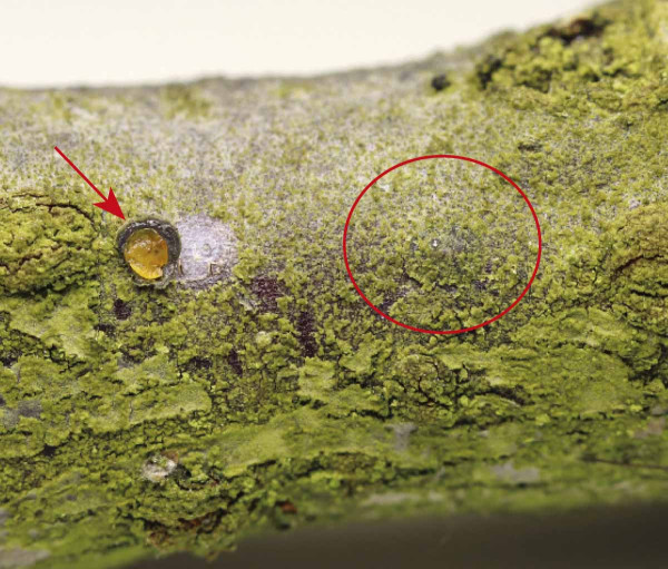 Živá přezimující larva štítenky je žlutooranžová, vpravo v kroužku štítenka překrytá zelenou řasou