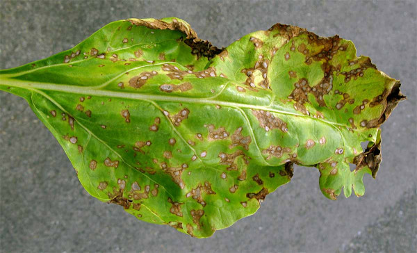 Směsná infekce - cerkosporová a ramuláriová listová skvrnitost řepy