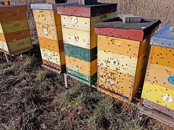 Obr. 1: Jarní prolet včel signalizuje příchod nové vegetační sezóny