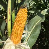 Kukuřice Dekalb® - novinky i stálice v raném segmentu