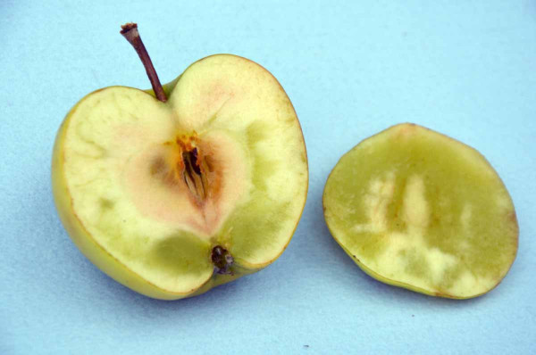 Obr. 14: Abiotická sklovitost jablek