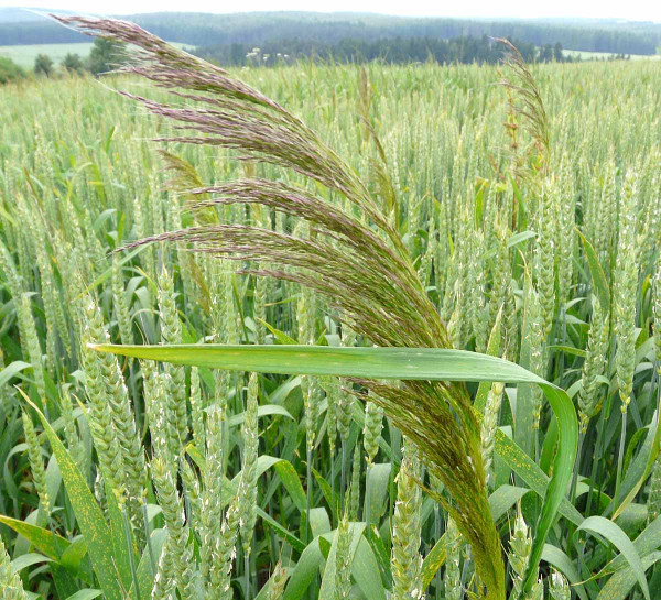Obr. 3: Chundelka metlice - obtížný plevel v obilninách k jehož potlačení se v praxi často používají systémově působící sulfonylmočoviny; z kontaktně působících herbicidů je účinný např. pendimethalin