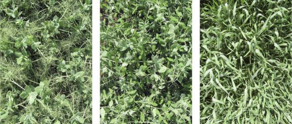 Obr. 1: Správně založené a nezaplevelené porosty luskovin se vyznačují vysokou pokryvností půdy; vlevo je porost hrachu setého odrůdy Eso (typ semi-leafless), uprostřed hrách setý Protecta (listový typ) a vpravo je porost ozimé pšenice (31. 5. 2016, lokalita Stupice)